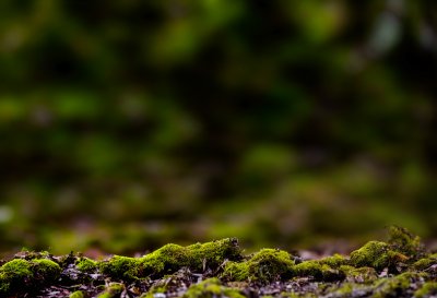 lichen, trumpet lichen, forest, moss, nature, autumn, close-up, green, forest floor, tree stump, mossy, environment, natural texture, ground, biotope, ecosystem, organic material, ecology, forest ecosystem