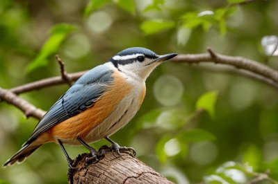 nuthatch, bird, nature, wild, branch, feathers, bokeh, birdwatching, perched, wildlife photography, unidentified bird, ecosystem, green color, gray color, orange color, botany, attention, log background, ornithology, biology, Hungary, Budapest