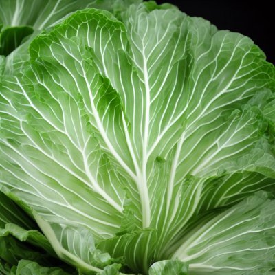 cabbage, healthy, vitamins, vegetable, green, leaves, texture, agriculture, fresh, winter vegetable, organic, nature, healthy diet, tasty, salad, nations, farmers market