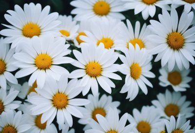flowers, white flowers, bright yellow center, nature, autumn flower, aster, ornamental plant, chrysanthemum, nature wallpaper, autumn motif, autumnal decoration, horticultural plant, autumn, inflorescence, seasonal plant, petals, insect-friendly, garden, flower photography, decorative flower