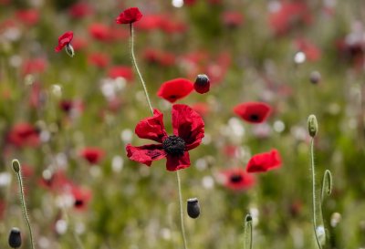 nature, plant, poppy, wilted, dry, close-up, dried flowers, summer plants, stems, seed pods, blurred background, macro photography, ribbed leaf, autumn atmosphere, brown tones, minimalist composition, natural texture, curved, subtle elegance