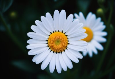 daisy, white flowers, nature, close-up, yellow center, flowering plant, autumn, flower meadow, wildflower, sunny morning, seasonal flower, field flower, decorative, fresh flowers, botanical garden, landscape, blooming, floral, countryside, plant life, outdoor