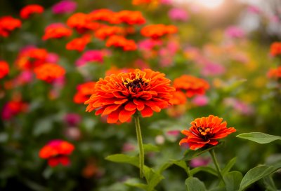 zinnia, flower, orange, macro, nature, garden, flower background, bokeh background, summery, flower wallpaper, beautiful flowers, vibrant colors, leaf, detail, sunlight, beauty, outdoor, bright, nature's art, colorful, fresh, botany, ecology, floral beauty