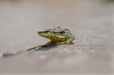 lizard, reptile, animal, nature, wildlife, fauna, monitor, water, pond, indonesia, on flight, habitat, biodiversity, ecosystem, camouflage, predator, wild, tongue, propulsion