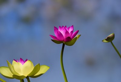 lotus, flower, bloom, nature, flora, plant, flower background, garden, water, pink, reflection, water surface, flower wallpaper, leaf, calm, zen, peace, asian culture, tranquil scene, beautiful flowers, summer