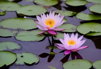 flower, water lily, flower wallpaper, petals, pond, nature, reflection, aquatic plant, garden, leaf, summer, white, calm, peaceful, yellow, beautiful flowers, zen, meditation, zen garden, tranquil space, stress relief, flower background, peaceful environment