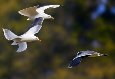 seagull, flying, bird, nature, wings, feathers, sea, beak, ornithology, species, biology, autumn, ecology, animal kingdom, wildlife, birdwatching, field study, Braunschweig, Germany, Lower Saxony