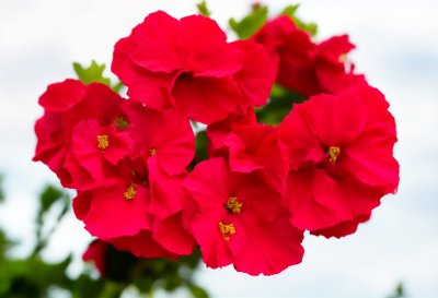 hollyhock, red, flower, garden, summer, botany, landscape, close-up, texture, petal, beauty, color, gardening, brilliant, natural, cultivation, nature color, rural, natural beauty, pure beauty