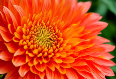 dahlia, orange flower, flower detail, summer flower, garden flower, pink petals, petal detail, yellow center, seasonal flower, nature's beauty, macro photography, brilliant colors, blooming flower, natural beauty, color tones, outdoor plant, gardening art, enchanting flora, floral light