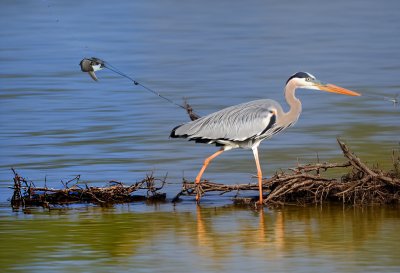 grey heron, bird, nature, water bird, fishing, river, wild, outdoor, reflection, bird hunting, ecosystem, fishing heron, ornithology, feather, wet, beak, wading bird, cool, calm