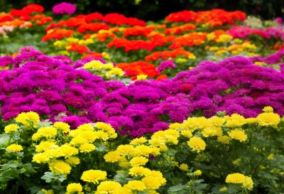 flowers, colorful flowers, chrysanthemums, garden, purple, yellow, autumn, green, nature, landscape, pink, dense, texture, decorative, flower bed, outdoor, natural scene, floral pattern, vibrant, beauty