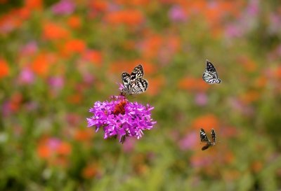 butterfly, nature, flower, pollination, garden, insect, pink, blue, detail, macro, beauty, meadow, summer, wild, wings, natural beauty, thistle, wildflower