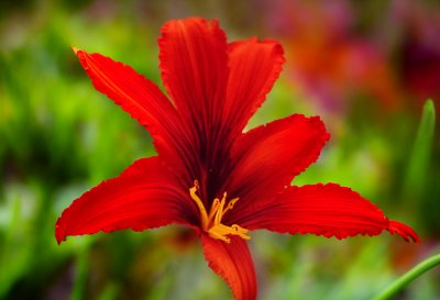 daylily, red flower, lily, nature, garden flower, petals, beautiful flowers, photography, summer flower, macro photography, still life, red and orange, delicate beauty, botany, cross-pollination, flower composition, detailed view, rural tranquility, nature textures, gardening