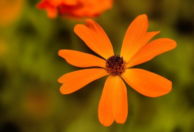 flower, orange, drops, petals, natural, background, macro, garden, summery, vivid, colorful, close-up, nature, wet, shiny, radiant, physiognomy, health, joy, serenity