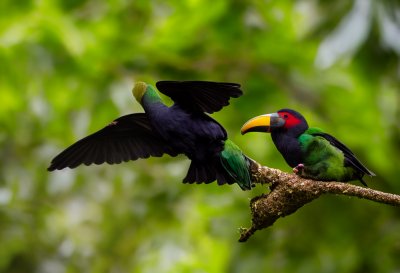 bird, emerald toucanet, animal, nature, wildlife, green, red patch, profile, close-up, beak, colorful, exotic, wild birds, ecology, blue, tropical, plant, photograph, detailed, ornithology, Bribri, Limón Province, Costa Rica