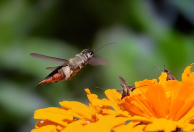 hummingbird hawk-moth, zinnia flower, macro photography, yellow flowers, summer garden, nature, insects, flight in the air, nectar sipping, garden life, colorful background, butterfly effect, winged insect, hummingbird moth in flight, summer nature, beautiful insect, garden ecosystem, pollination, field shot, summer days