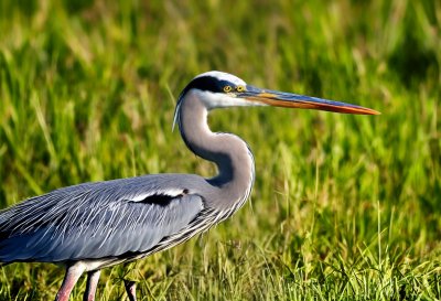 bird, nature, grey heron, fish heron, wild, meadow, animal, light grey, birdcare, yellow eye, migratory bird, nesting, feathered, elegance, fauna, water bird, hunter, green grass, day, natural environment