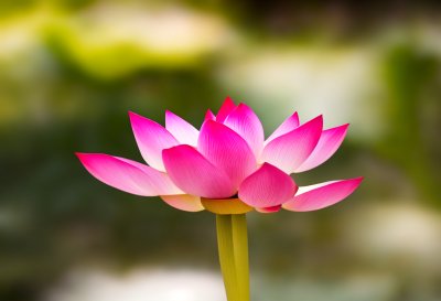 lotus, pink, flower, nature, flower wallpaper, flora, bloom, flower background, plant, garden, summer, warm colors, meditation, zen, calm, lotus flower, asian culture, beautiful flowers, water pond, purity, tranquil peace, exotic plant