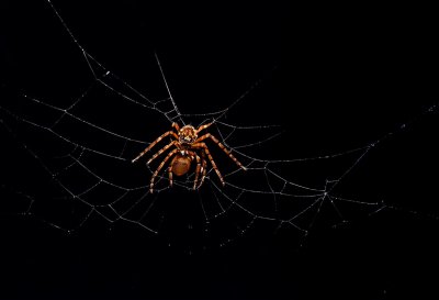 spider, insect, spider web, dark, macro, close-up, nature, wild, hunter, eight-legged, hairy insect, night, goddess, biosphere, prey, hunting, animal, natural environment, solitary, invertebrate, venomous