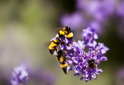 bumblebee, lavender, macro photography, pollination, nature, insect, blossom, pollen, garden, flying, wings, season, colorful blossoms, close-up, flying insect, summer, wild, very colorful
