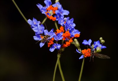 nature, flower background, macrophotography, insect, pollination, flower, beautiful flowers, close-up, bee, purple, wings, entomology, biology, garden, natural light, detail, life research, natural environment, flying, flower wallpaper, honeybee, western honeybee