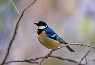 nature, bird, birdwatching, great tit, songbird, closeup, bird feather, wild bird, spring bird, forest, photography, natural light, calm, natural scenery, bird habitat, branch, observation, view, day
