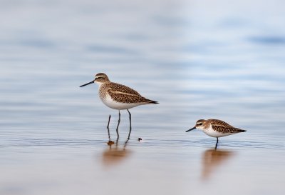 sandpiper, sand, water, foraging, coastline, nature, black and white, bird, habitat, wildlife, mud, wetland, sandy beach, wild, water bird, beak, puddle, solitary, natural environment, ecology, fauna
