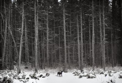 bosco, forest