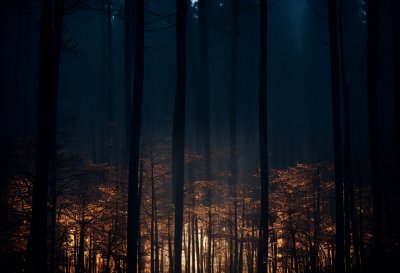forest, gloomy, wood