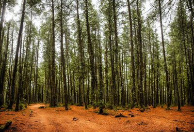 forest, summer, trees