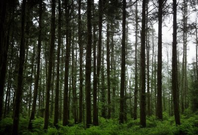 forest, forestofdean