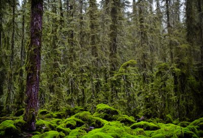 alaska, forest, moss, tree