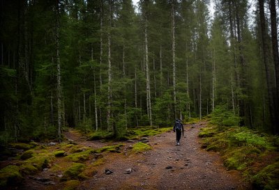 feda, forest, norway, skog