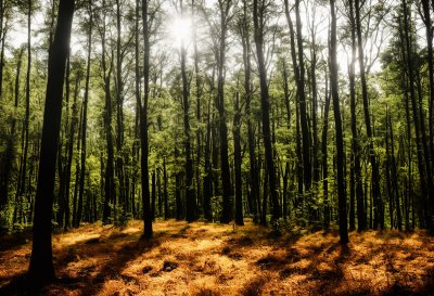 forest, summer, trees