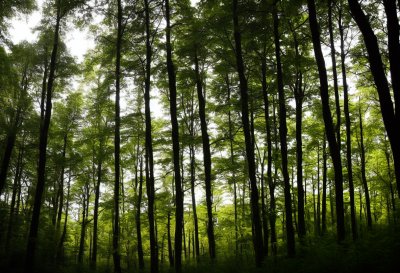 czechrepublic, forest, vřesina, vu0159esina