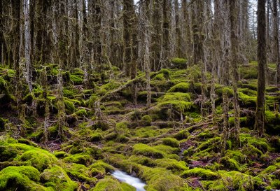 alaska, forest, moss