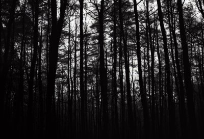 forest, leaves, trees, woodtrees