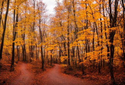 autumn, forest