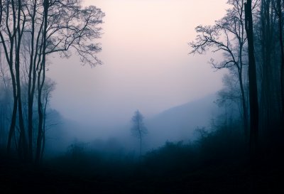 bieszczady, day, fog, forest, mountains, tree, trees