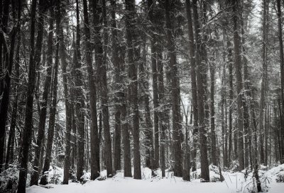 bosco, forest