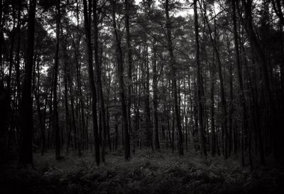 forest, mu00f6lle