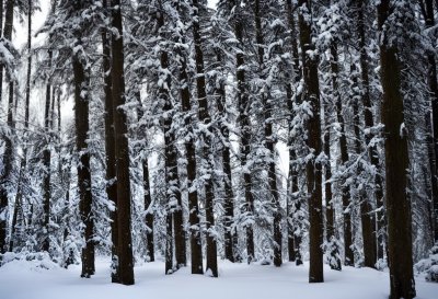 forest, snow