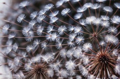 dandelion, 4k wallpaper, 4k wallpaper 1920x1080, seeds, flower, windows wallpaper, cool backgrounds, nature, macro, blooms at, spring, wind, summer, blue, white, hd wallpaper, from close, wildflower, color, structure, beautiful wallpaper, umbrella, beautiful flowers, flower background, light, laptop wallpaper, full hd wallpaper, mac wallpaper, fantasy, inverse, wallpaper 4k, free background, floral background, wallpaper hd, background, free wallpaper, close, desktop backgrounds, fluffy, flower wallpaper