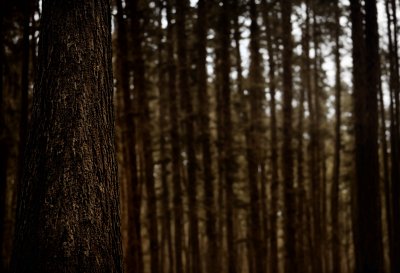 forest, trees, woods