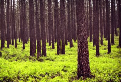 achimherzog, forest, trees, trunks