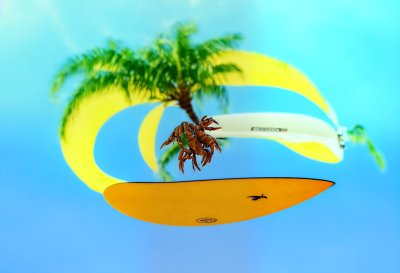 surfboards, surf, sport, nature, waves, palm trees, crabs, beautiful wallpaper, beach, wallpaper