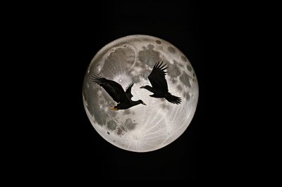 moon, ducks, birds, flight, wings, surreal, fantasy, nature, darling, night