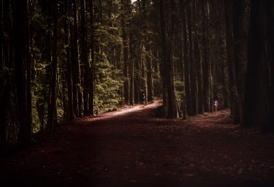 forest, sports, nature, forest run, forest path, athletes, cross-country skier, morning exercise, landscape
