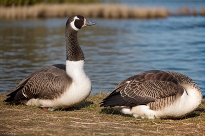 canada goose, geese, animal, goose, waterfowl, wild goose, pond, nature, asleep, wildlife, bird