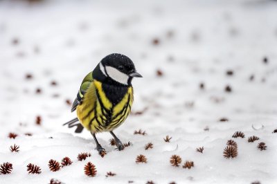 great tit, bird, nature, winter, snow, songbird, plumage, ornithology, sitting, beak, bird watching, foraging